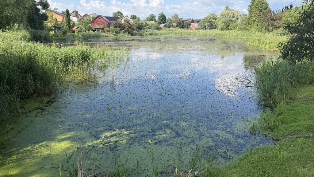 Lush green vegetation surrounding a freshwater body in Lithuania, illustrating the ecosystem targeted for restoration in the "Rewater" project aimed at revitalizing freshwater habitats in Lithuania and Latvia.