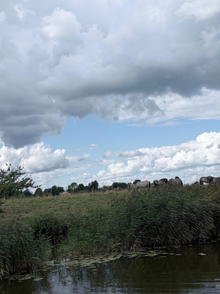 A serene landscape featuring a riverbank with tall grasses and water lilies, under a partly cloudy sky. In the background, a group of horses grazes peacefully on the hillside, highlighting the natural beauty of Zemgale, Latvia, relevant to the "Water Tourism Trends in Zemgale" seminar. A serene landscape featuring a riverbank with tall grasses and water lilies, under a partly cloudy sky. In the background, a group of horses grazes peacefully on the hillside, highlighting the natural beauty of Zemgale, Latvia, relevant to the "Water Tourism Trends in Zemgale" seminar.