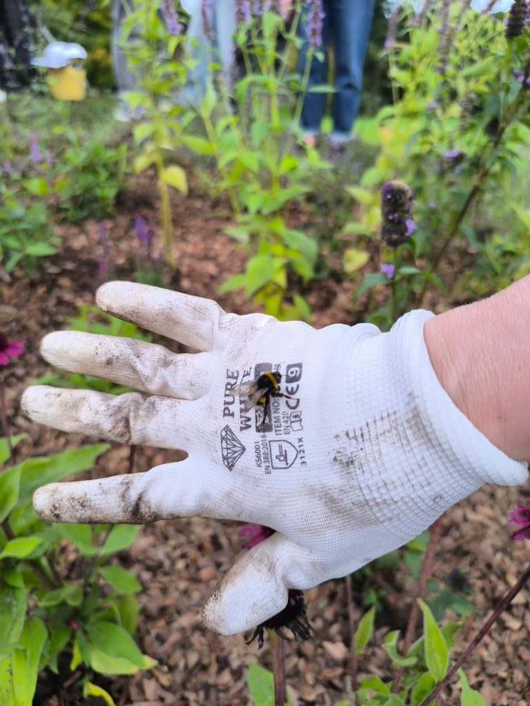 A close-up of a gloved hand holding a bumblebee in a vibrant bee garden, surrounded by blooming flowers and greenery, highlighting the importance of pollinators in youth gardening activities.