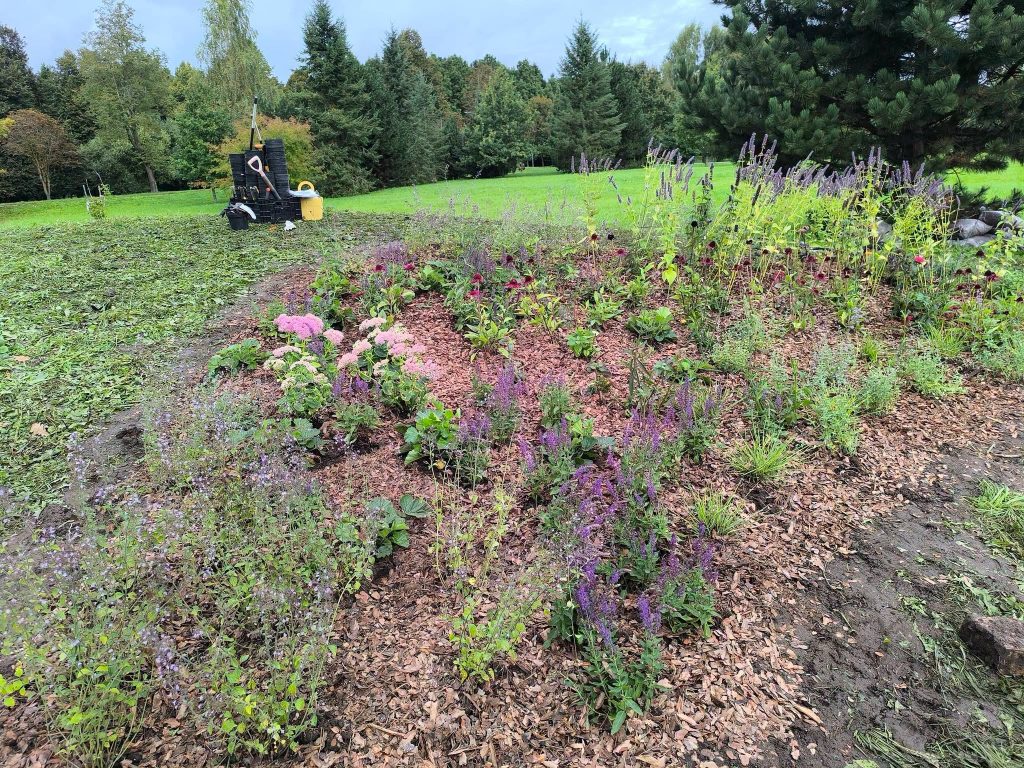 Vibrant flowerbed in the Bee Garden at the Youth Garden, featuring a variety of blooming plants and colorful foliage, surrounded by wood chips and lush greenery. Gardening tools and equipment are visible in the background, emphasizing the active cultivation of a pollinator-friendly environment.