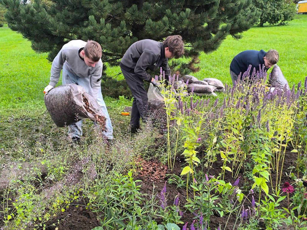 Three young volunteers are working in a bee garden, pouring mulch and tending to vibrant flowers, including purple and green plants, in a lush outdoor setting.